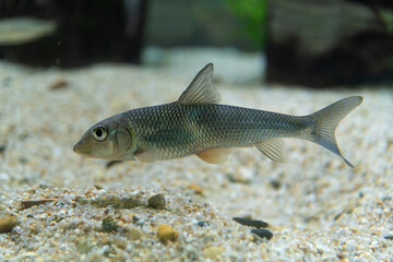 Naklejka premium Freshwater Gudgeon Fish Resting on Sandy Riverbed Gravel