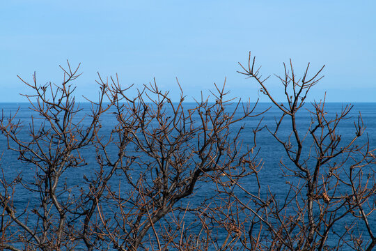 Bare Tree Branches Framing Vast Blue Ocean Horizon