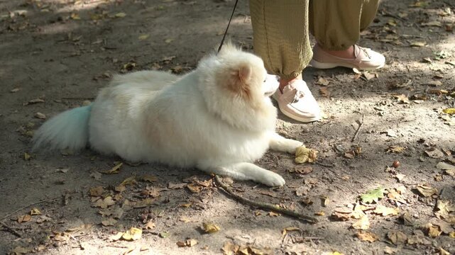 A happy white Pomeranian lies on the ground with fallen leaves near the feet of its owner in beige moccasins during a walk in the park in August and early autumn as a pet care concept