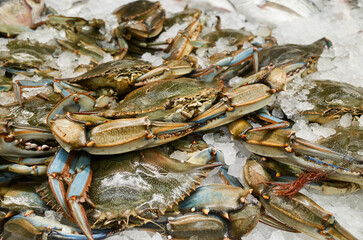 Fresh crabs on ice at a seafood market during the morning hours in a coastal town © mira_y