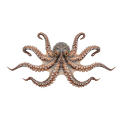 Octopus tentacles extended in symmetrical pattern on transparent background © Phan