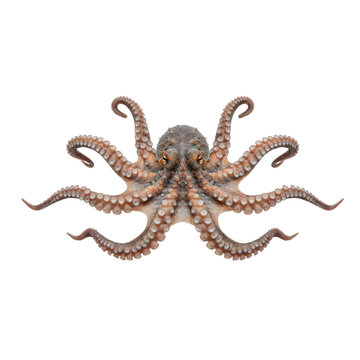 Octopus tentacles extended in symmetrical pattern on transparent background