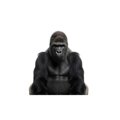 Majestic silverback gorilla portrait on transparent background © Phan