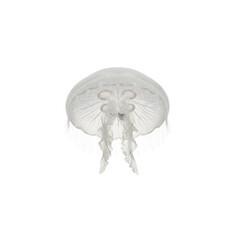 Translucent jellyfish swimming isolated on transparent background © Phan