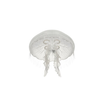 Translucent jellyfish swimming isolated on transparent background