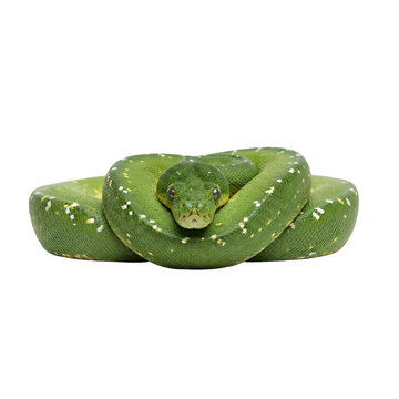 Green tree python coiled tightly on transparent background