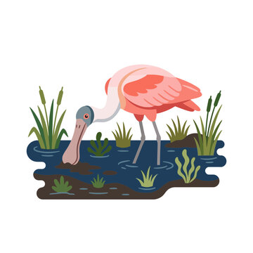 Pink wading bird searching for food in a marsh wetland illustration