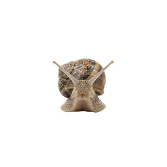 Garden snail crawling forward isolated on transparent background © Phan