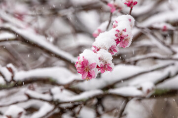 cherry blossom in snow © Daniel van Niekerk