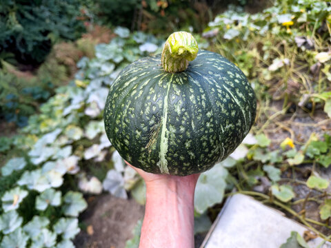 Hand holding organic Japanese Kabocha or pumpkin squash during late summer early fall harvest with home garden in background