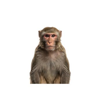 Rhesus macaque monkey portrait isolated on transparent background