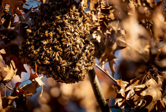 wild bee hive in autumn leaves