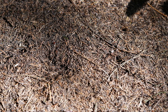 The image shows a bustling anthill in close-up, with several wood ants crawling among dry twigs and fir needles. Near Buchholz, Mecklenburg-Western Pomerania, Germany.