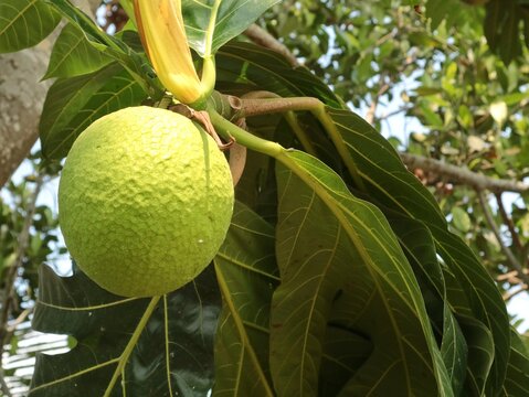 Close up of a young raw breadfruit (Artocarpus altilis) hanging on a tree with large green leaves in a tropical garden. Perfect for agricultural, tropical fruit, and botanical concepts