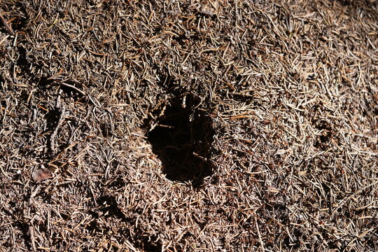 The image shows a bustling anthill in close-up, with several wood ants crawling among dry twigs and fir needles. Near Buchholz, Mecklenburg-Western Pomerania, Germany.