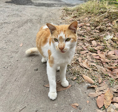 Orange and White Cat Standing on a Residential Street