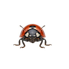 Detailed close-up of a ladybug on transparent background © Phan