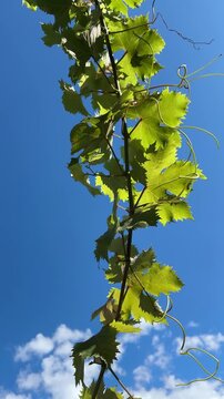 Bright summer sunlight shines through moving grapevine leaves, creating a striking play of light, color and shifting shadows against a deep blue sky.