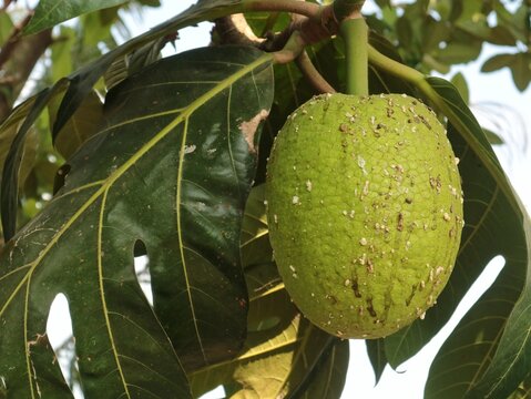 Close up view of a green raw breadfruit (Artocarpus altilis) showing natural latex sap on its textured skin, hanging on a tree branch with large leaves. Great for agricultural and tropical concepts