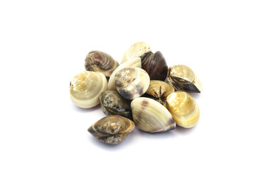 Closed up fresh baby clams. venus shell. shellfish. carpet clams. Food from nature. as raw food from the sea are the seafood ingredients. fresh clams isolated on white background © Pisan