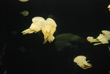 Spotted Jellyfish drifting gracefully through the aquarium © Kimiyo Tsujimoto