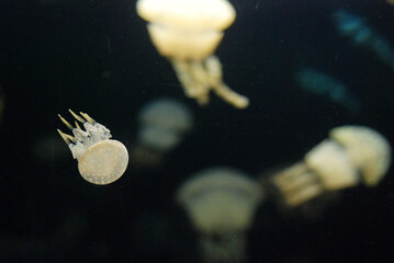 Spotted Jellyfish drifting gracefully through the aquarium © Kimiyo Tsujimoto