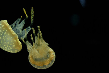 Spotted Jellyfish drifting gracefully through the aquarium © Kimiyo Tsujimoto