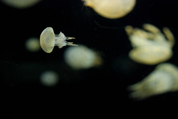 Spotted Jellyfish drifting gracefully through the aquarium © Kimiyo Tsujimoto
