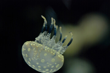Spotted Jellyfish drifting gracefully through the aquarium © Kimiyo Tsujimoto