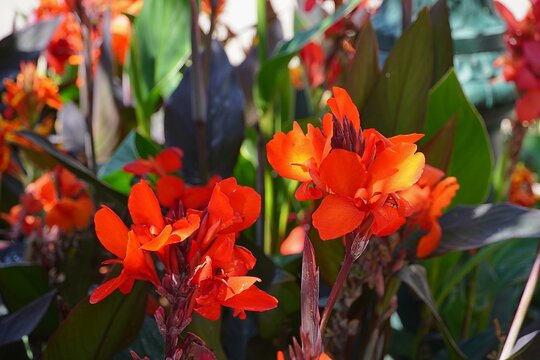 Red canna lily flowers in the spring