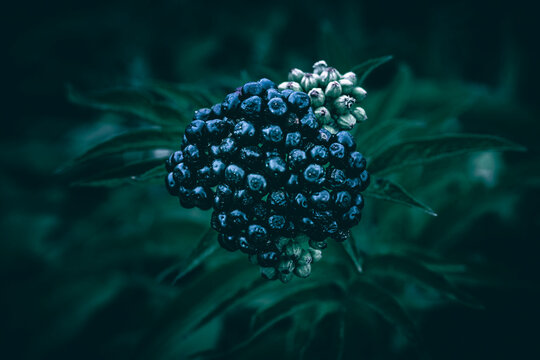 A close up of blue Danewort berries and green leaves