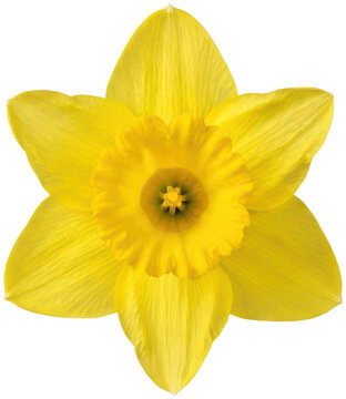 Close up of a bright yellow daffodil flower.