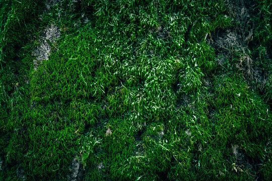 A close up of green Moss on a tree bark