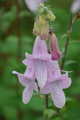 Wild foxglove flower © Mt. Cape