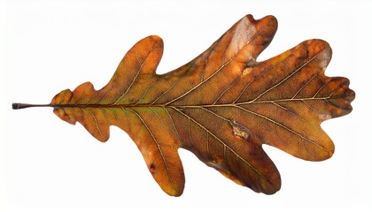 Fototapeta premium Kermes Oak Leaf With Partial Brown Discoloration