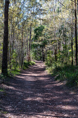 Obraz premium View of trail on the forest walk with a lot of trees.