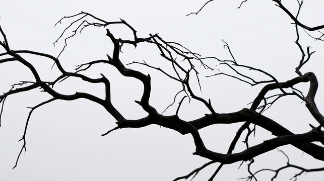 Twisted bare branches of a dead tree silhouetted against a pale sky