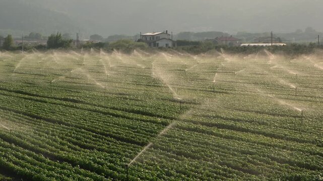 Italian basil field irrigated by sprinklers in early morning sunlight, with misty mountains in the background, agricultural landscape of Liguria, Italy, agriculture concept.