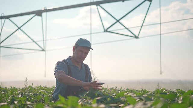 Farmer touches plants while using tablet in greenhouse field. Man inspects crop leaves with digital tablet. Worker touches plants checking data. Farmer monitors crop touching leaves in field.
