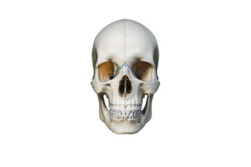 Realistic human skull photo, front view anatomy model, isolated on white background for medical education and design © Zyrox