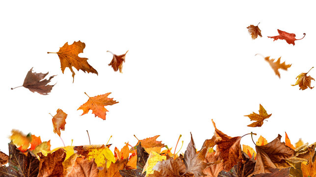 Autumn colorful leaves falling isolated on transparent background png