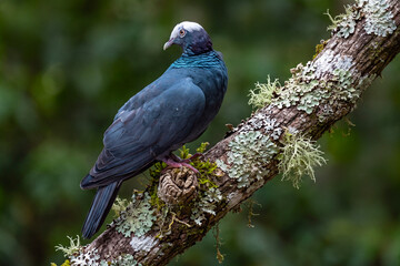 Obraz premium White crowned pigeon (Patagioenas leucocephala) is a fruit and seed-eating species of bird seated on branch of tree