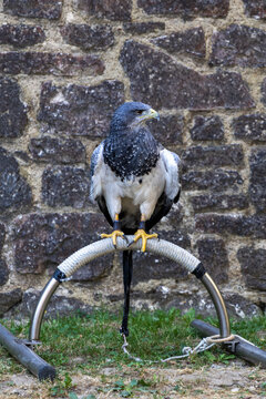 Black-chested buzzard-eagle perching on a metal arch perch against an ancient stone wall background.