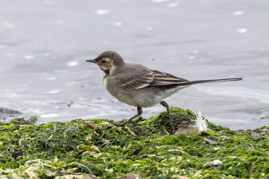 Juvenile pied wagtail on the shoreline