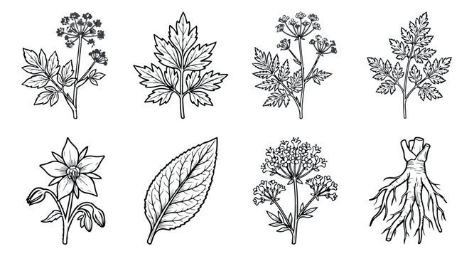 Vintage botanical herb illustrations, set of 8 hand-drawn garden plant vectors, black and white medicinal flower sketches for organic branding