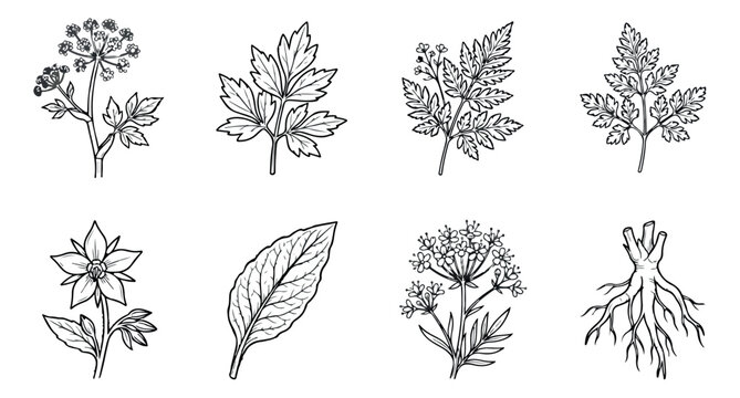 Vintage botanical herb illustrations, set of 8 hand drawn medicinal plant vectors, black and white floral line art for organic packaging