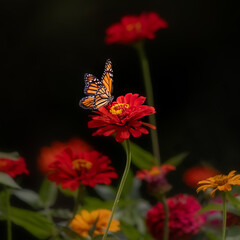 monarch butterflies on red and yellow flowers © Hal Moran