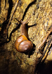 Tropical land snail crawling on a tree bark at night during a jungle safari hike near Kinabatangan River in Borneo, Malaysia © Olga Khoroshunova