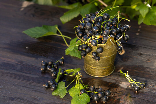 Fresh blackcurrants filling metal bucket on rustic wooden table