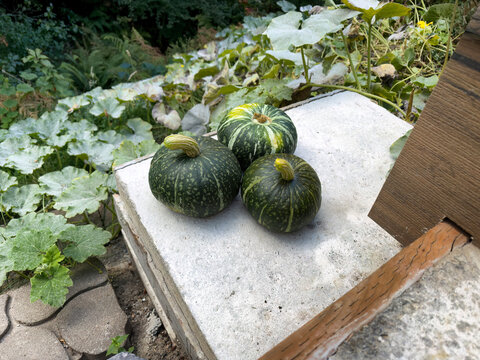 Freshly picked organic Japanese Kabocha or pumpkin squash during late summer harvest season with home garden in background